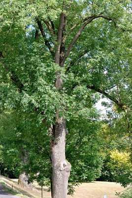 Fraxinus excelsior - jasan ztepilý (26) - stromořadí - původní výsadba